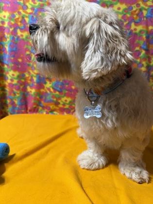 Chips, a Adoptable mixed breed in Burlington, WI image 2/2
