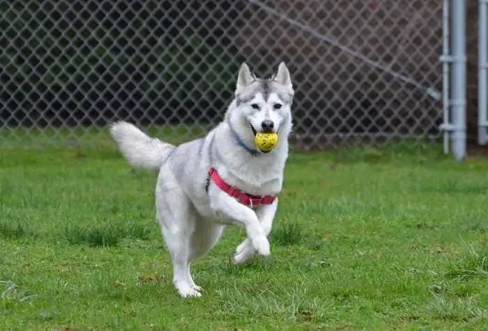 Figgy OHD-248-25, Adoptable, Adult Female Husky.