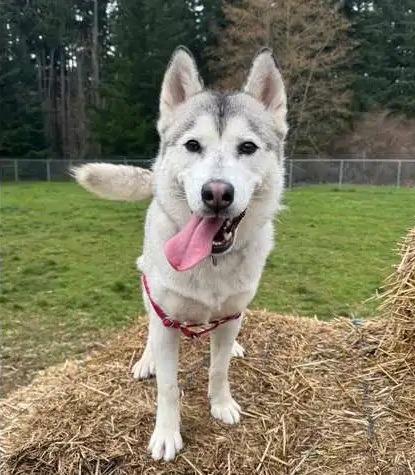 Enlarge Figgy OHD-248-25, a Adoptable Husky in Coupeville, WA image 2/5