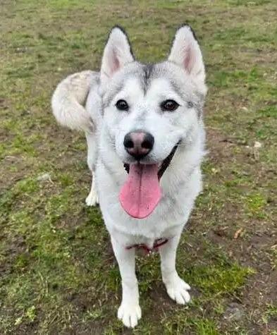 Enlarge Figgy OHD-248-25, a Adoptable Husky in Coupeville, WA image 3/5