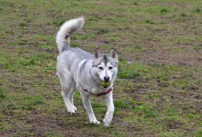 Enlarge Figgy OHD-248-25, a Adoptable Husky in Coupeville, WA image 4/5