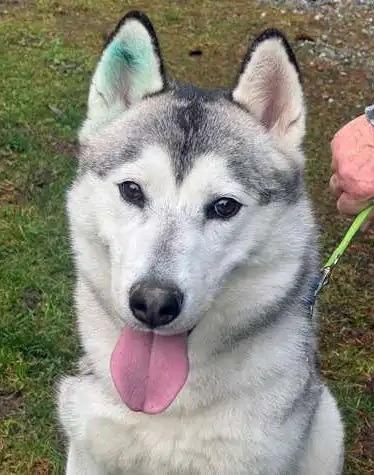 Enlarge Figgy OHD-248-25, a Adoptable Husky in Coupeville, WA image 5/5