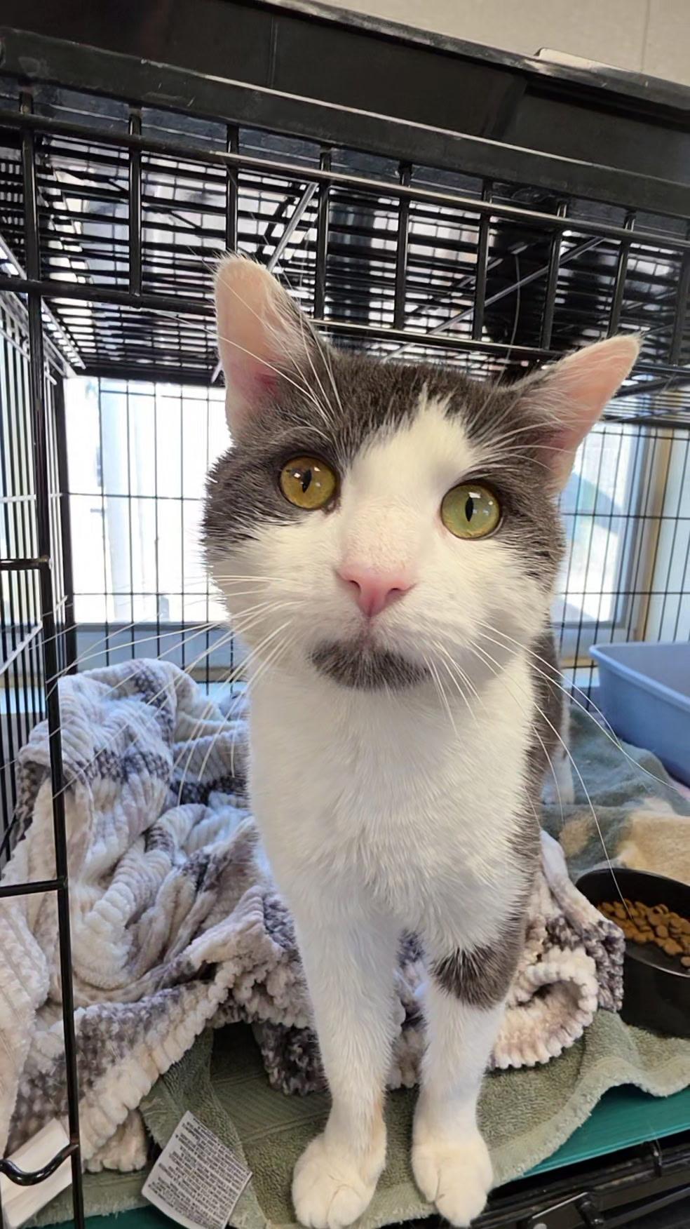 Catrick Swayze, a Adoptable mixed breed in Smithtown, NY image 1/3