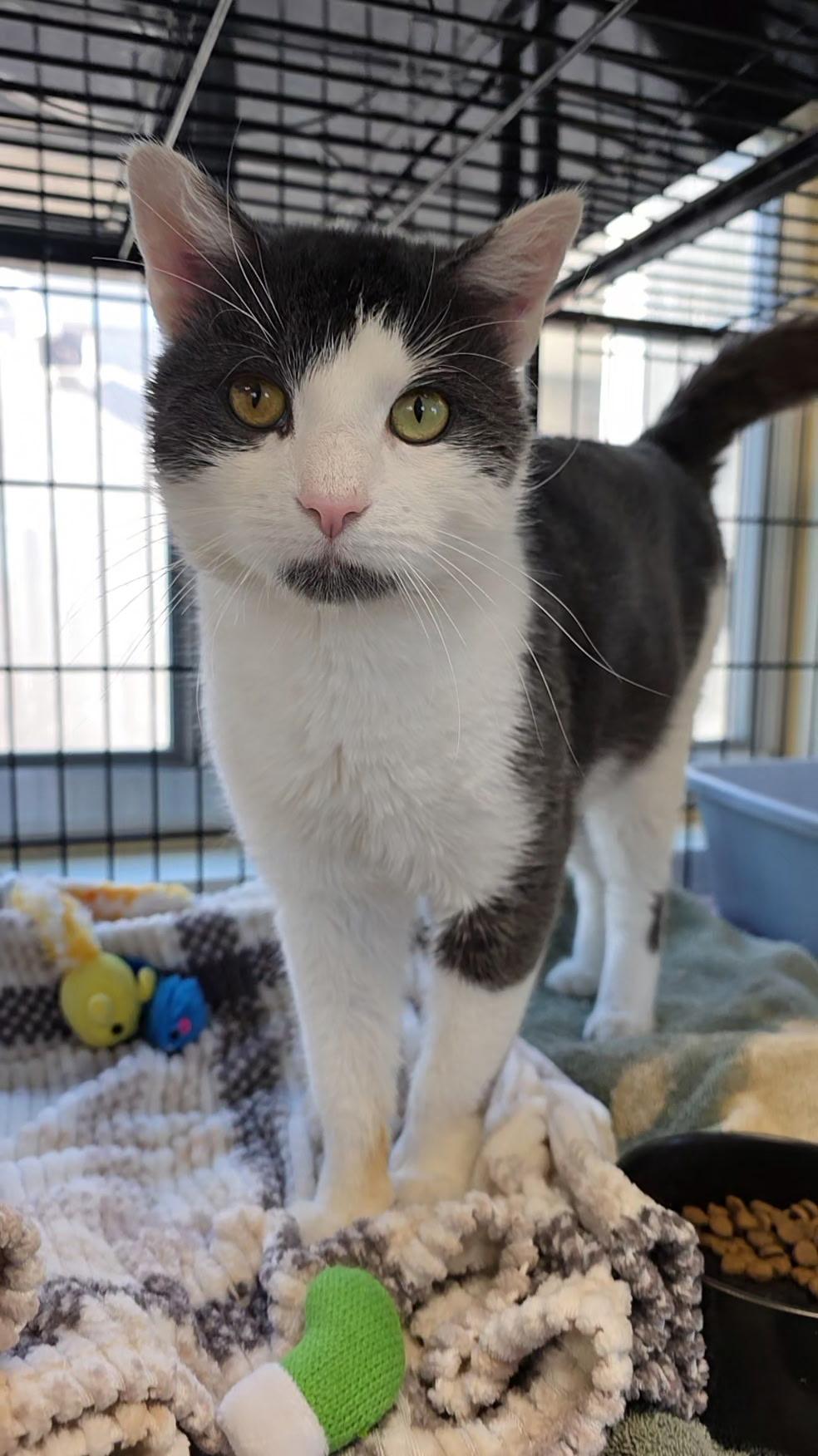 Catrick Swayze, a Adoptable mixed breed in Smithtown, NY image 3/3