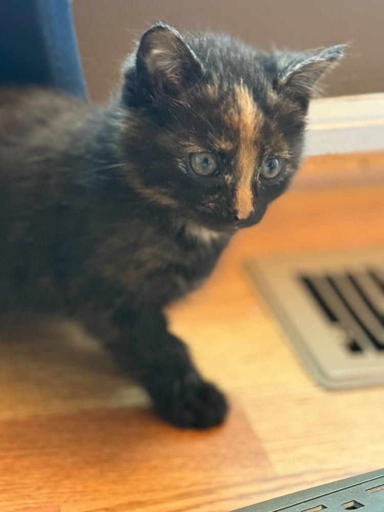 Aang, Adoptable, Kitten Female Domestic Short Hair & Domestic Short Hair.