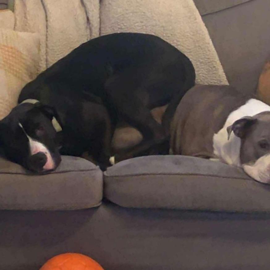 Enlarge Froggy, a Adoptable mixed breed in Citrus Heights, CA image 4/5