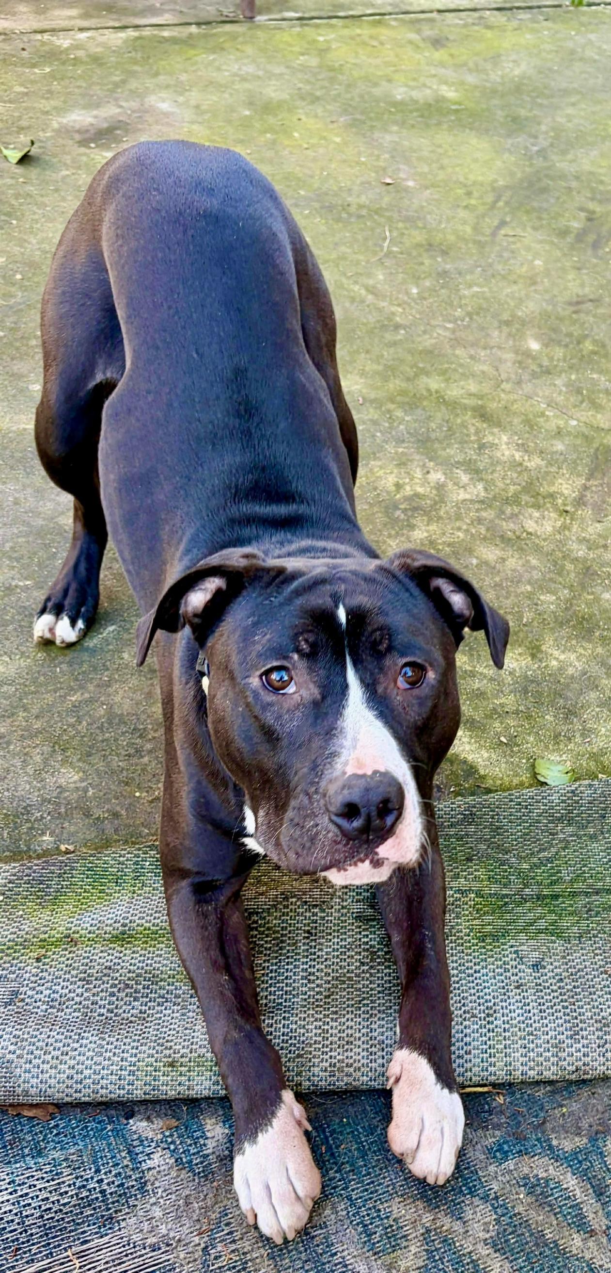 Enlarge Froggy, an adoptable mixed breed in Citrus Heights, CA image 5/6
