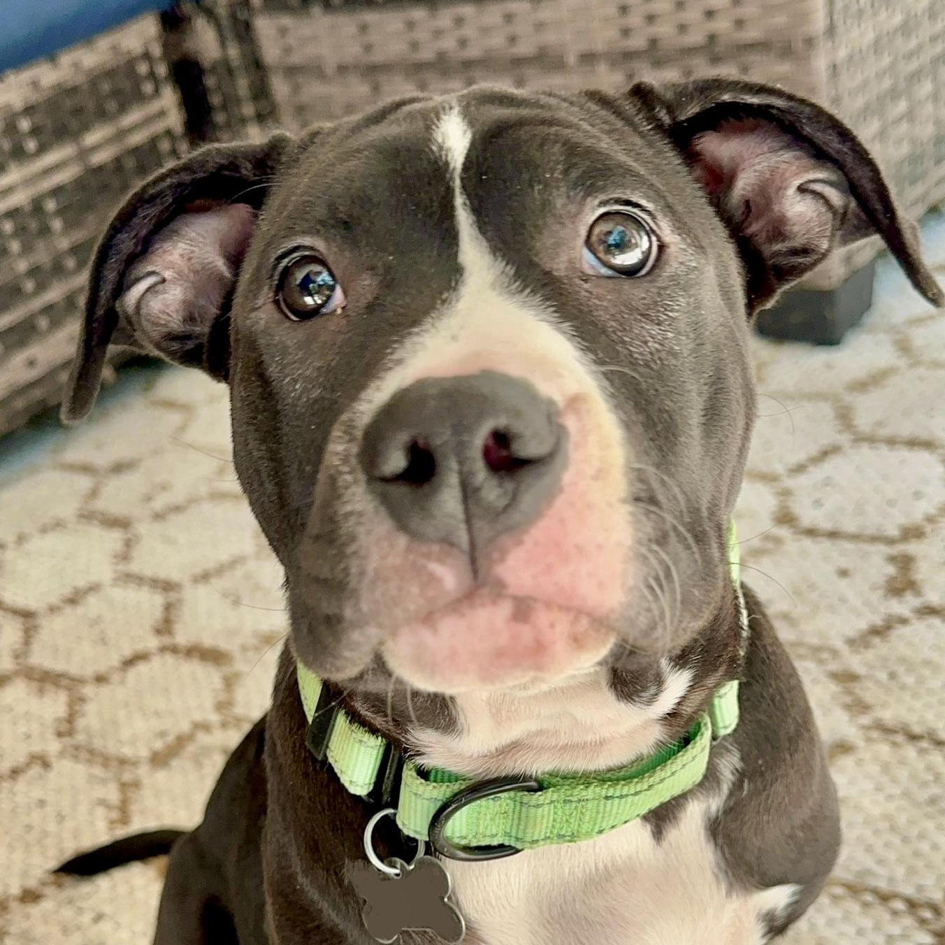 Froggy, a Adoptable mixed breed in Citrus Heights, CA image 4/6