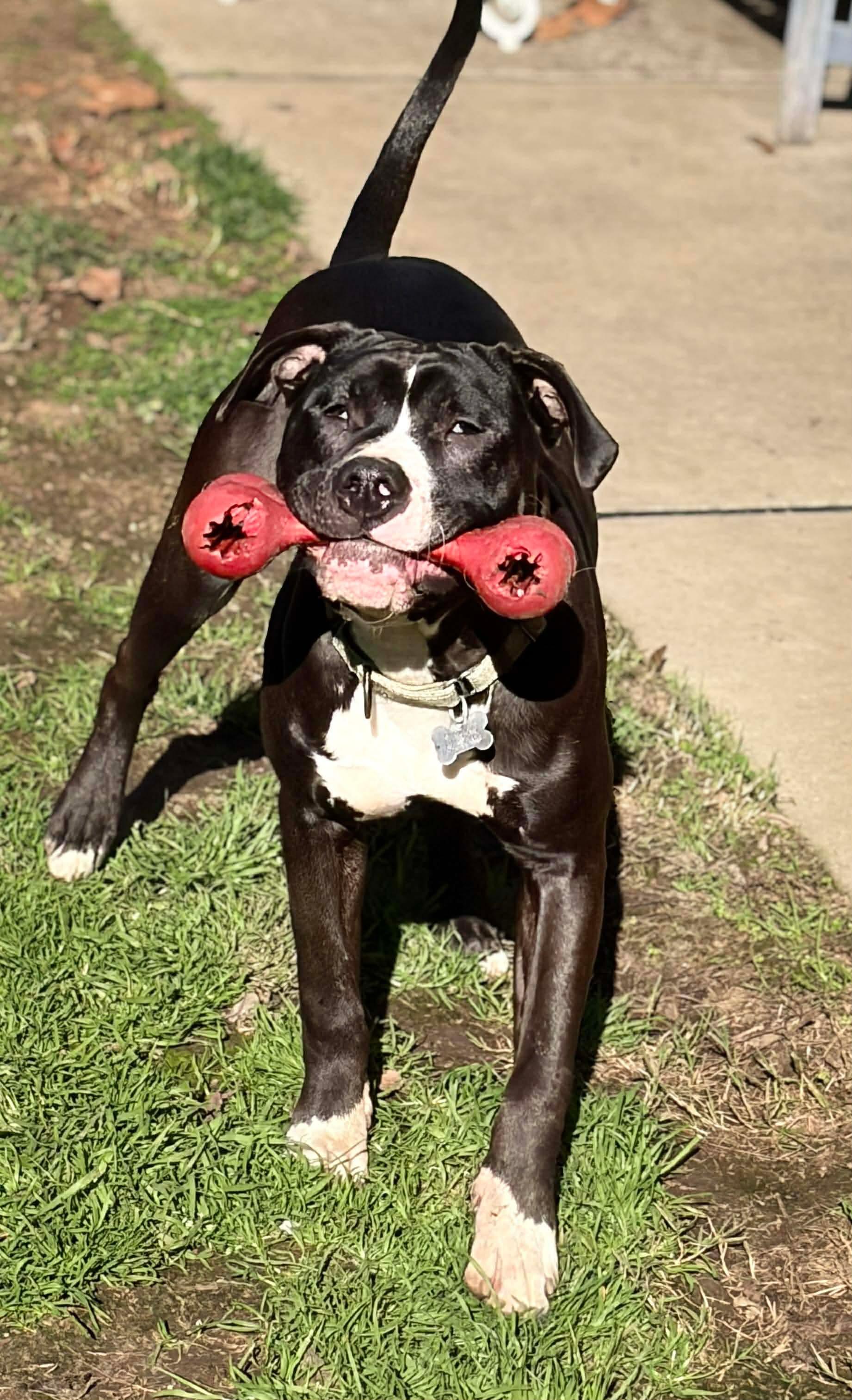 Enlarge Froggy, an adoptable mixed breed in Citrus Heights, CA image 6/6