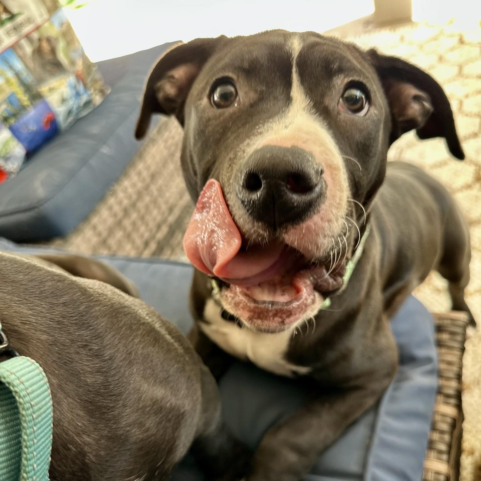 Froggy, Adoptable, Young Male Pit Bull Terrier.