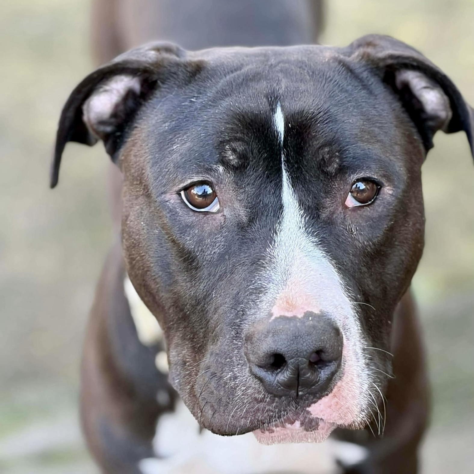 Enlarge Froggy, an adoptable mixed breed in Citrus Heights, CA image 1/6