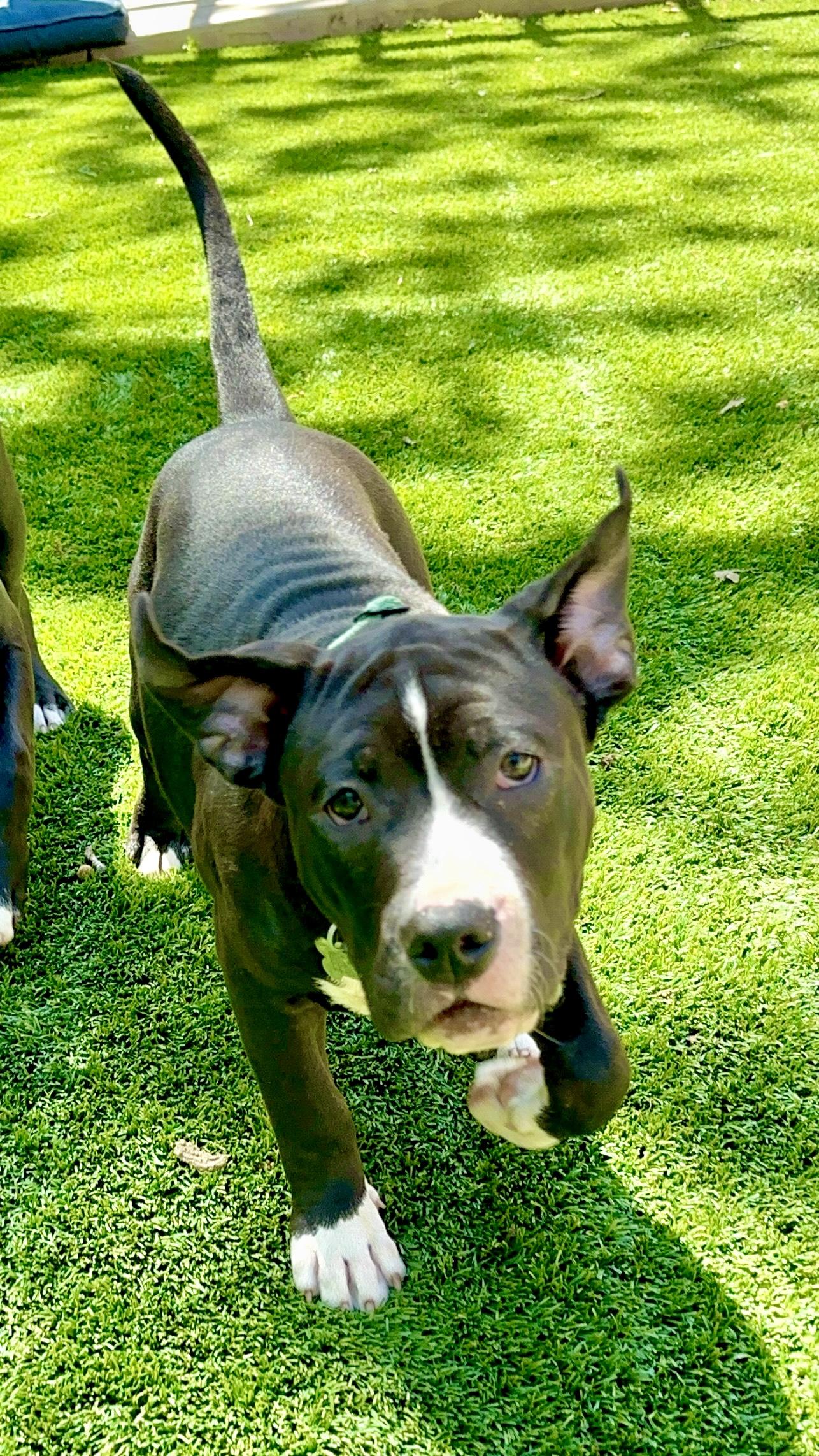 Froggy, a Adoptable mixed breed in Citrus Heights, CA image 5/6