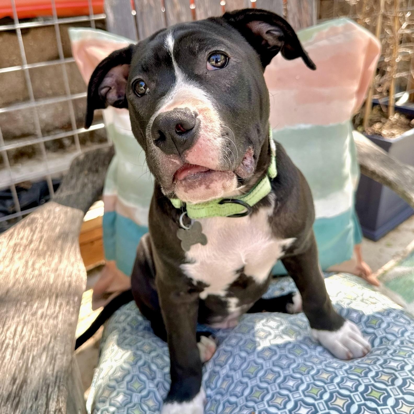 Froggy, a Adoptable mixed breed in Citrus Heights, CA image 6/6