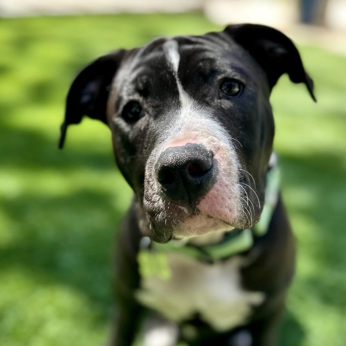 Froggy, Adoptable, Young Male Pit Bull Terrier.