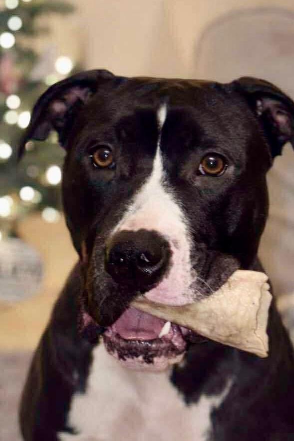 Enlarge Froggy, a Adoptable mixed breed in Citrus Heights, CA image 5/5