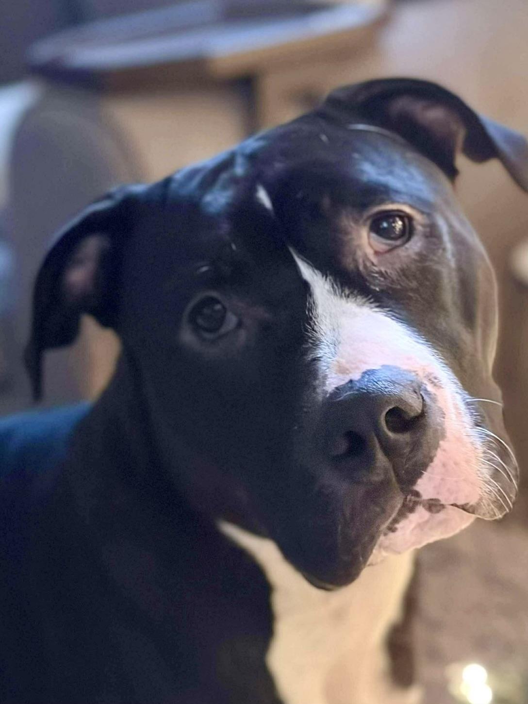 Enlarge Froggy, a Adoptable mixed breed in Citrus Heights, CA image 1/5