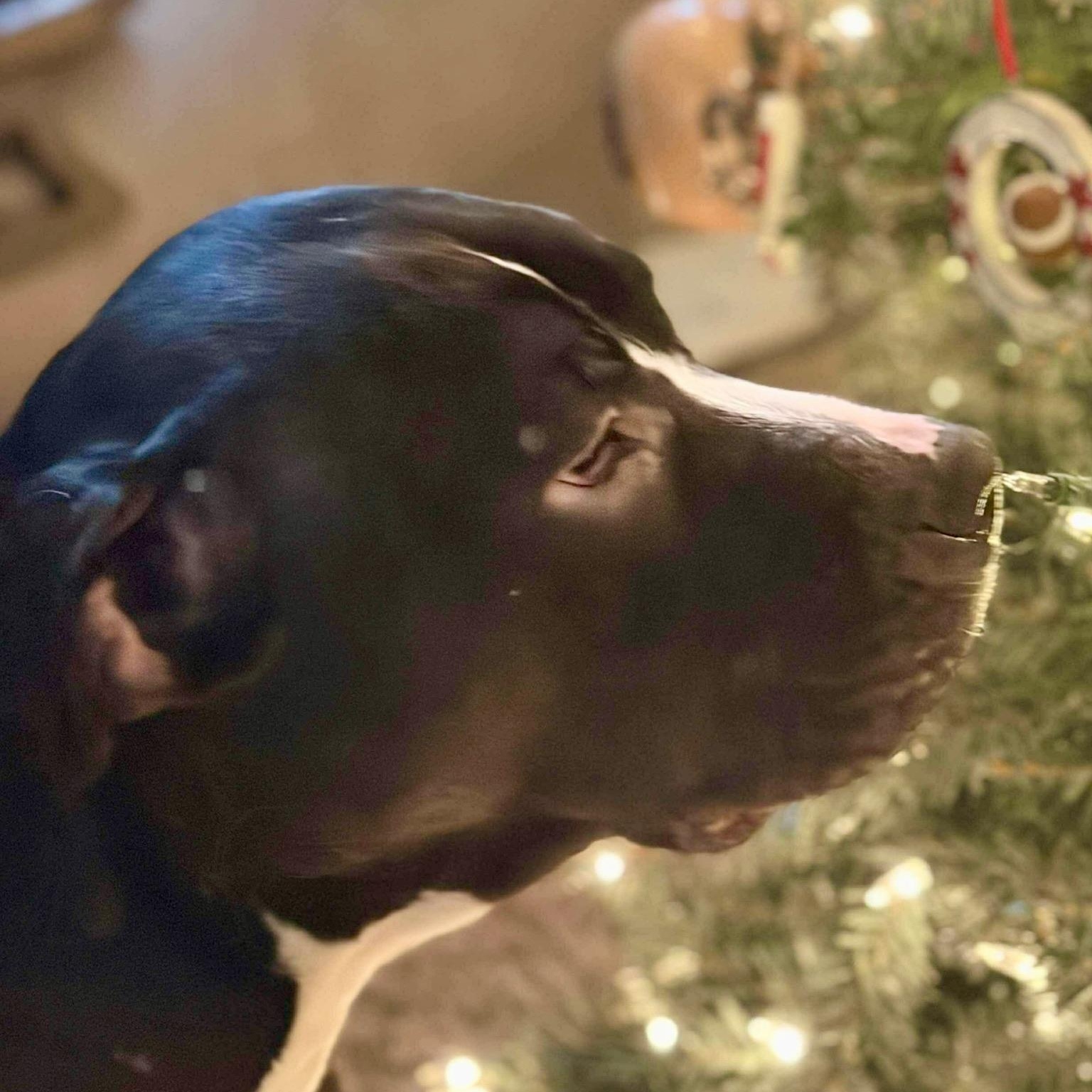 Enlarge Froggy, a Adoptable mixed breed in Citrus Heights, CA image 3/5