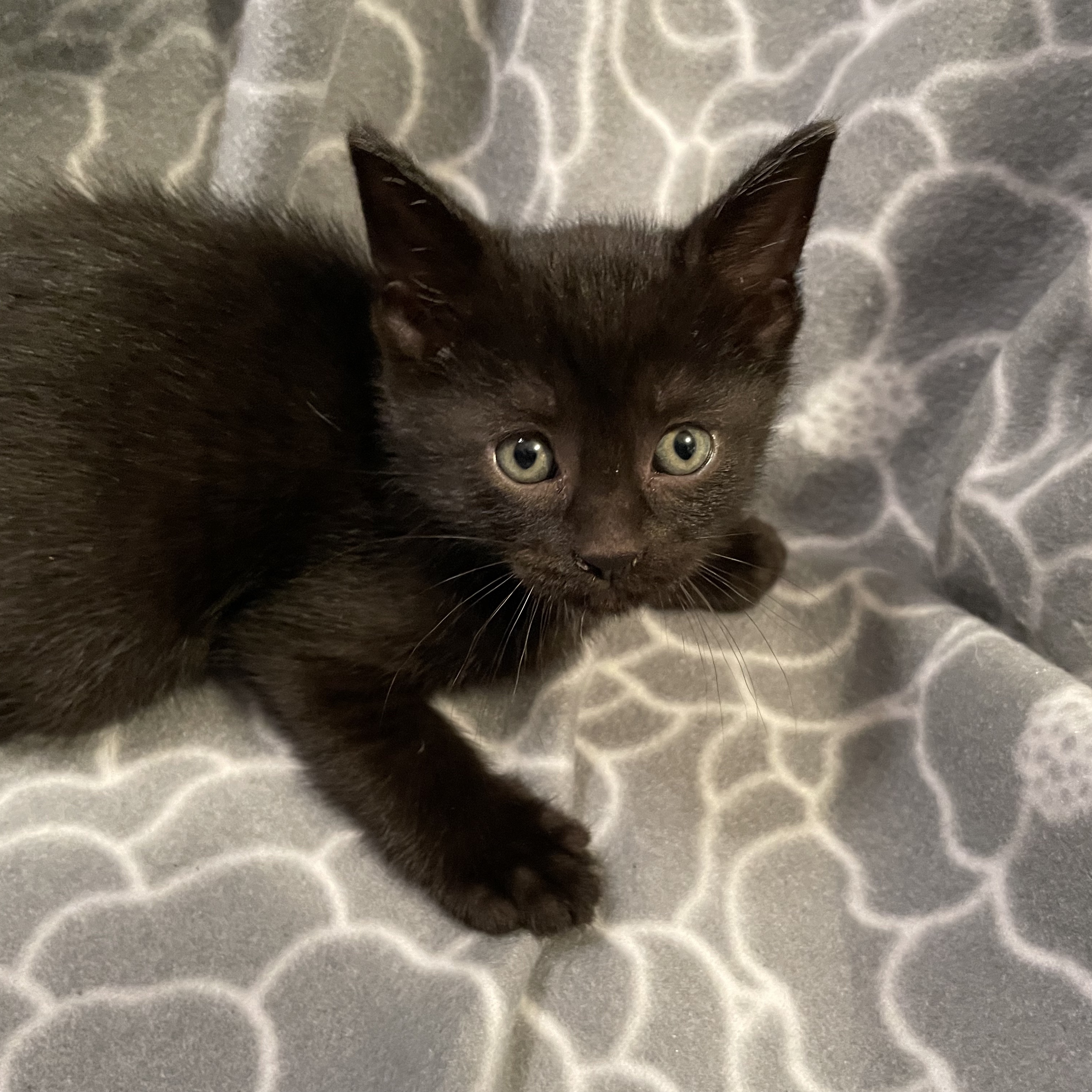 Enlarge Kokuto, a Adopted Domestic Short Hair in Bryan, TX image 5/5