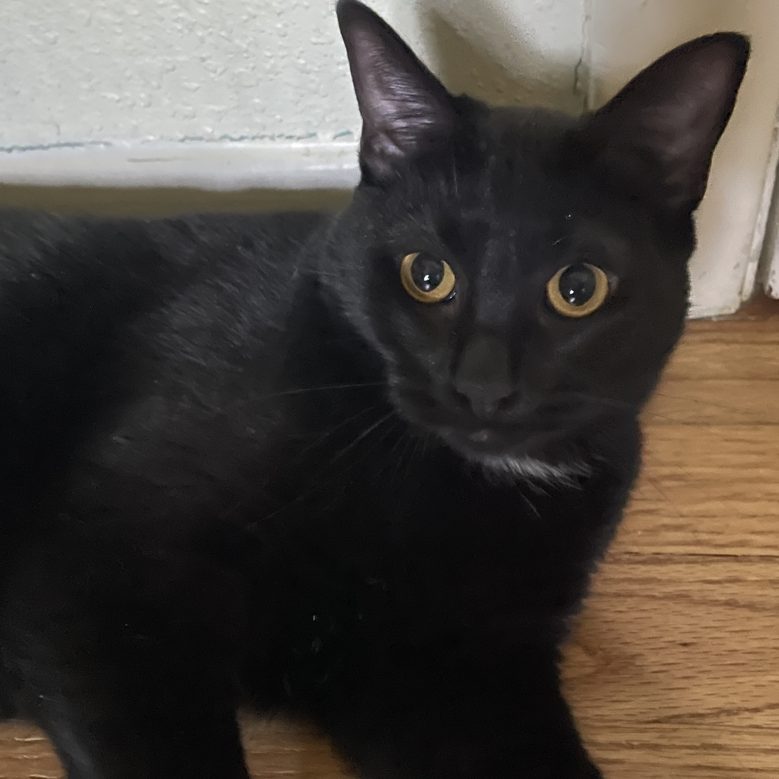 Enlarge Kokuto, a Adopted Domestic Short Hair in Bryan, TX image 2/5