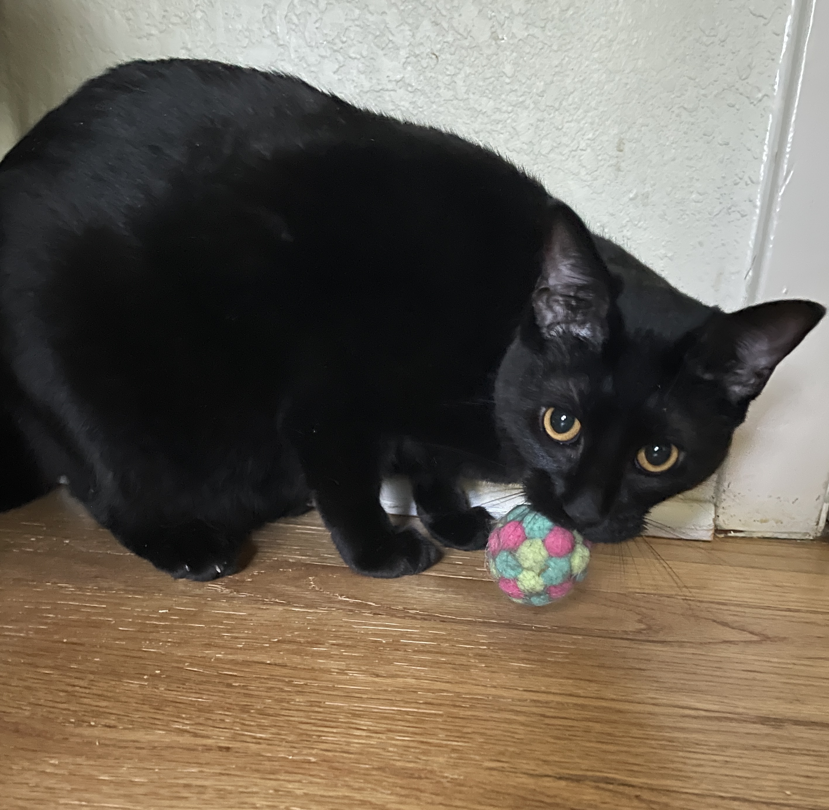 Enlarge Kokuto, a Adopted Domestic Short Hair in Bryan, TX image 4/5