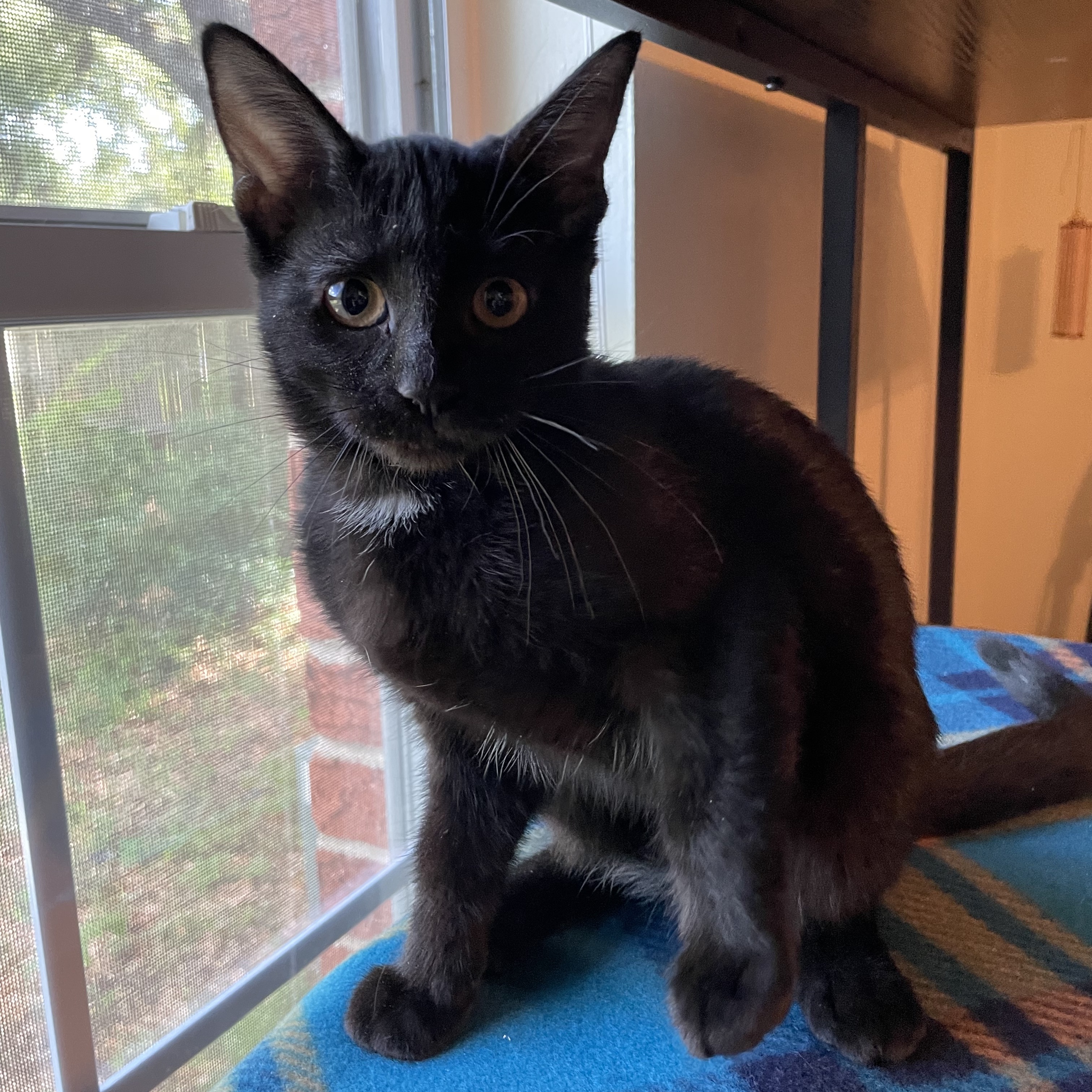 Enlarge Kokuto, a Adopted Domestic Short Hair in Bryan, TX image 1/5