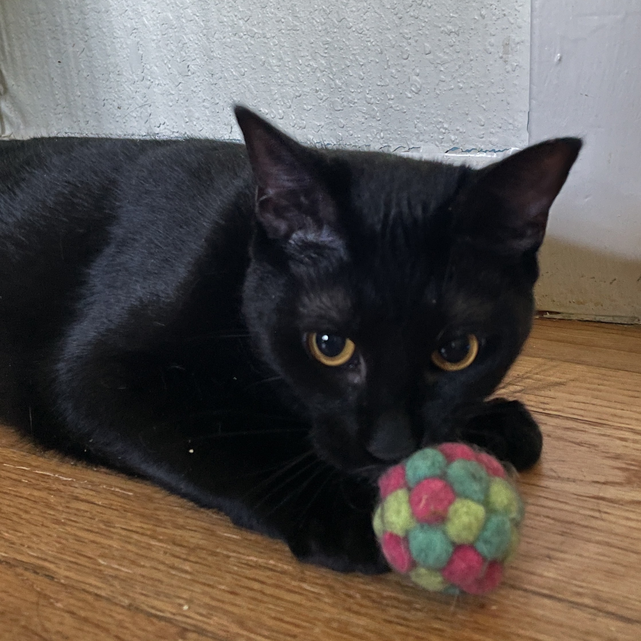 Enlarge Kokuto, a Adopted Domestic Short Hair in Bryan, TX image 3/5