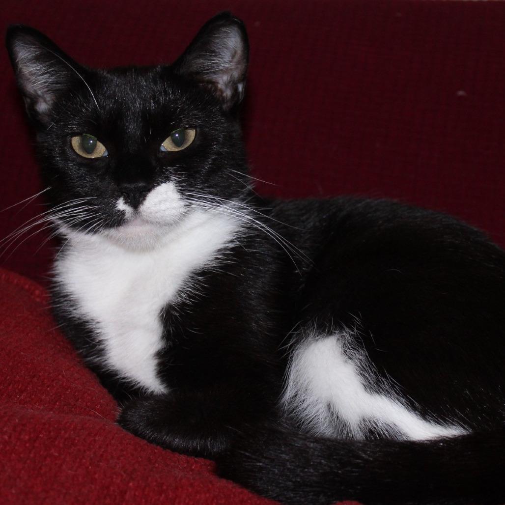 Soda Pop, Adoptable, Adult Female Domestic Short Hair.