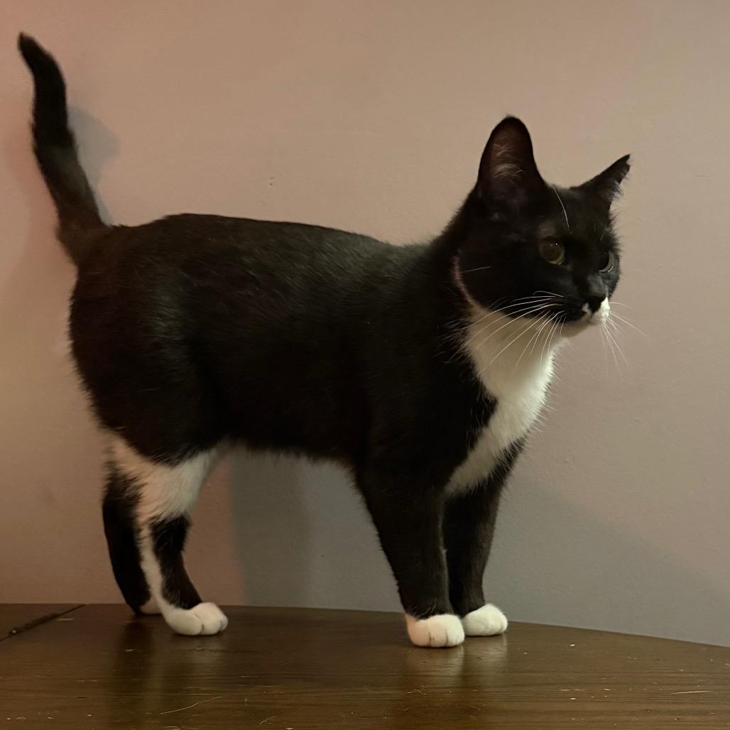 Enlarge Soda Pop, a Adoptable Domestic Short Hair in Orono, MN image 1/5