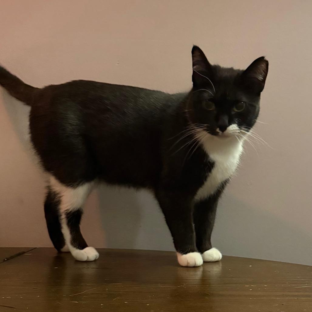 Enlarge Soda Pop, a Adoptable Domestic Short Hair in Orono, MN image 2/5