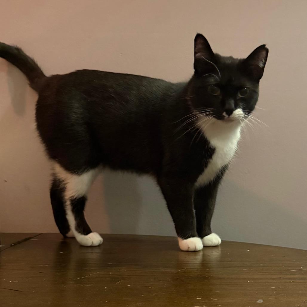 Enlarge Soda Pop, a Adoptable Domestic Short Hair in Orono, MN image 3/5