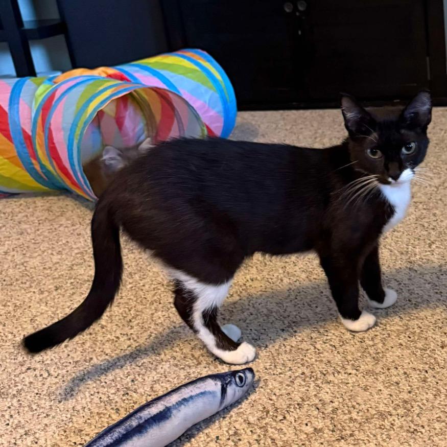 Enlarge Soda Pop, a Adoptable Domestic Short Hair in Orono, MN image 4/5