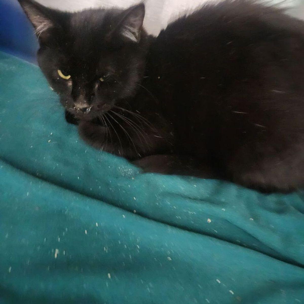 Sylvester, Adoptable, Adult Female Domestic Short Hair.
