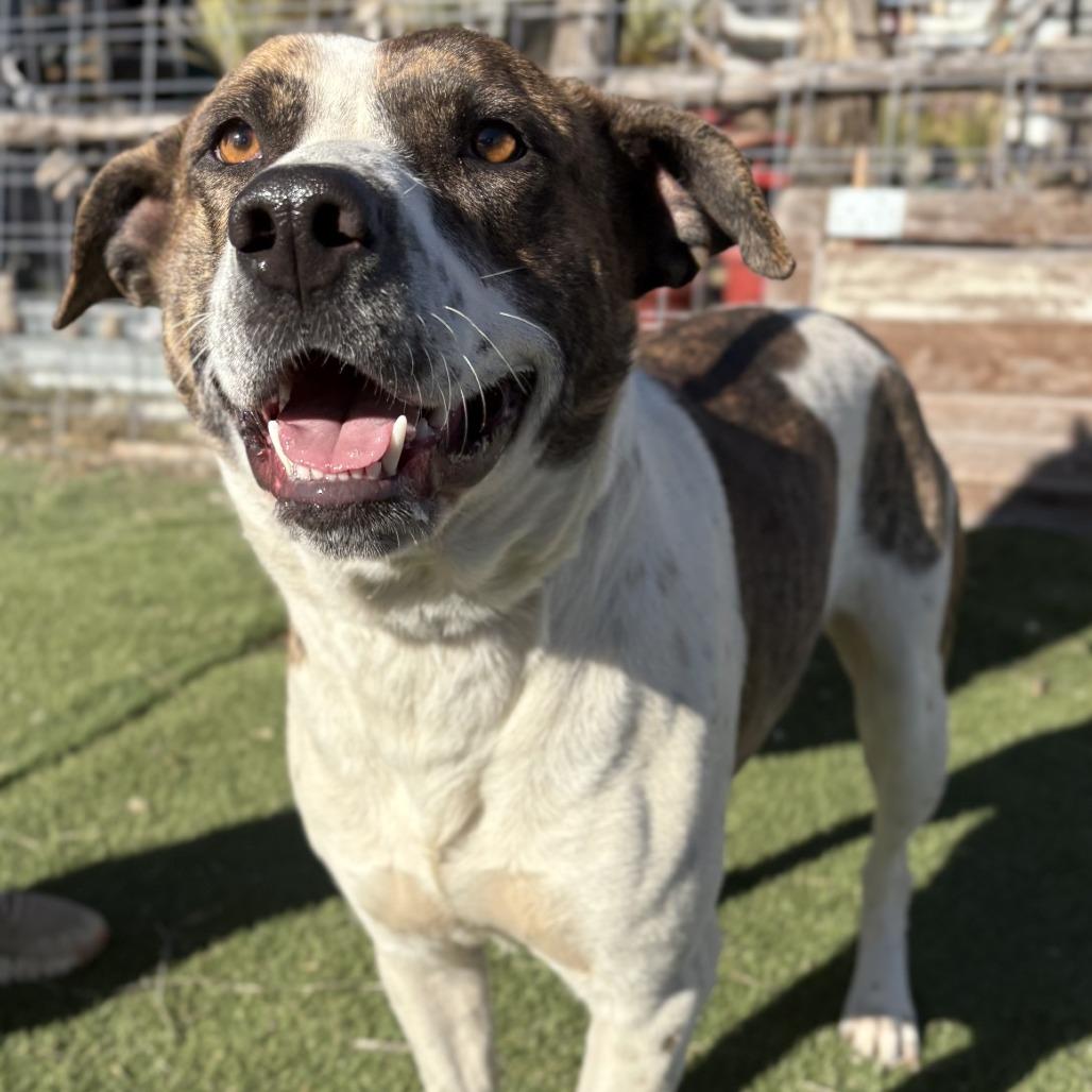 Billy, Adoptable, Adult Male Cattle Dog & Mixed Breed.