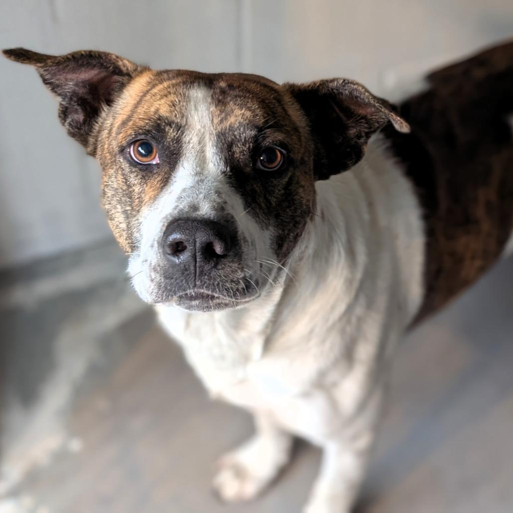 Billy, Adoptable, Adult Male Cattle Dog & Mixed Breed.