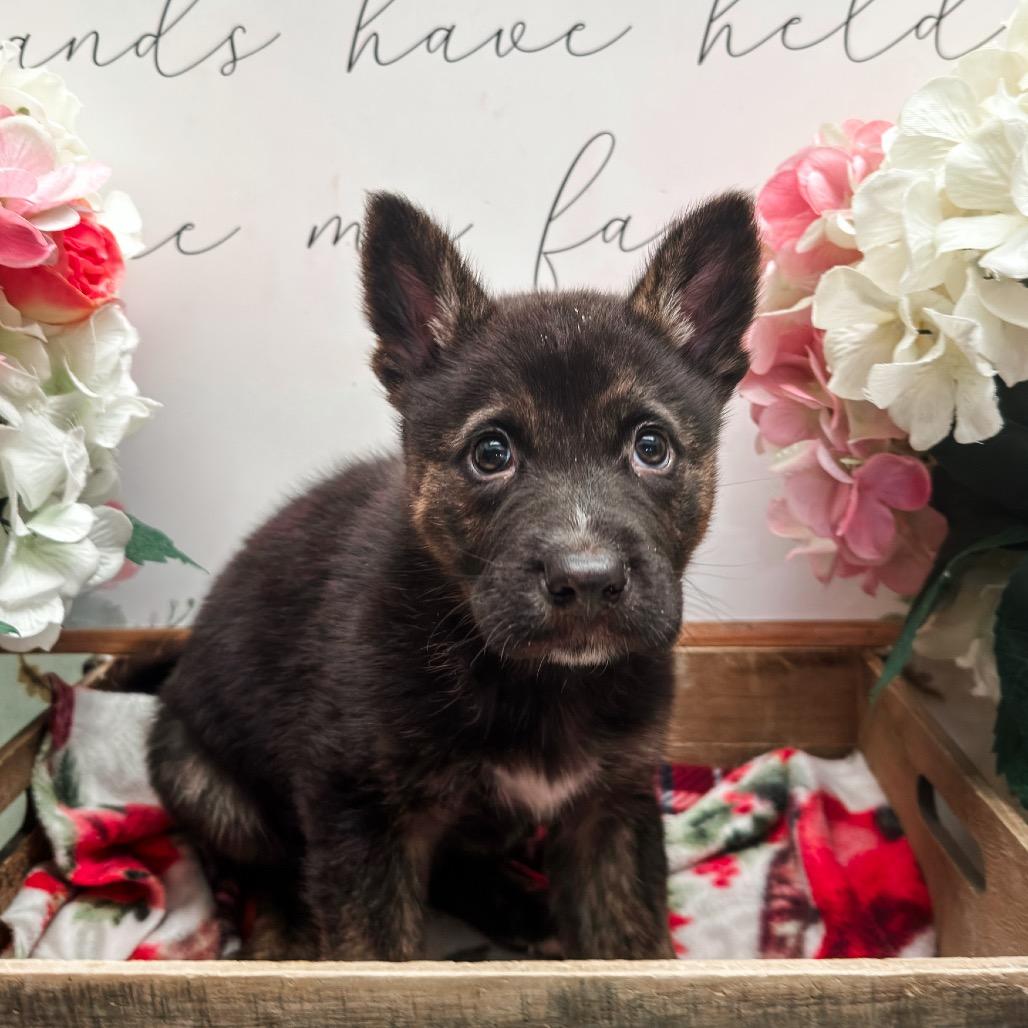 Thorn, Adoptable, Puppy Male Shepherd.