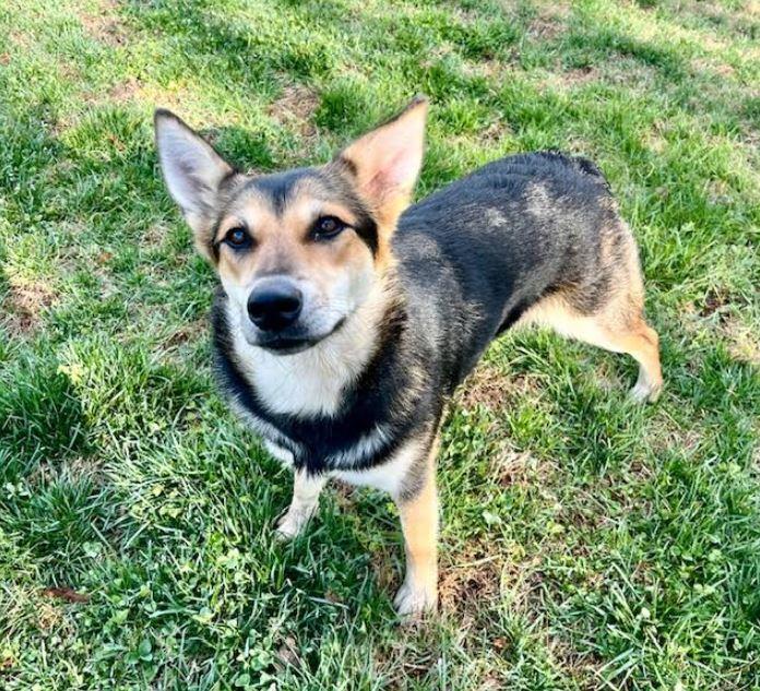 Enlarge Poppy, a Adoptable mixed breed in Mocksville, NC image 1/4
