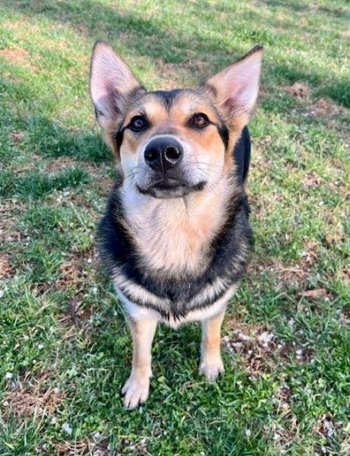 Enlarge Poppy, a Adoptable mixed breed in Mocksville, NC image 2/4