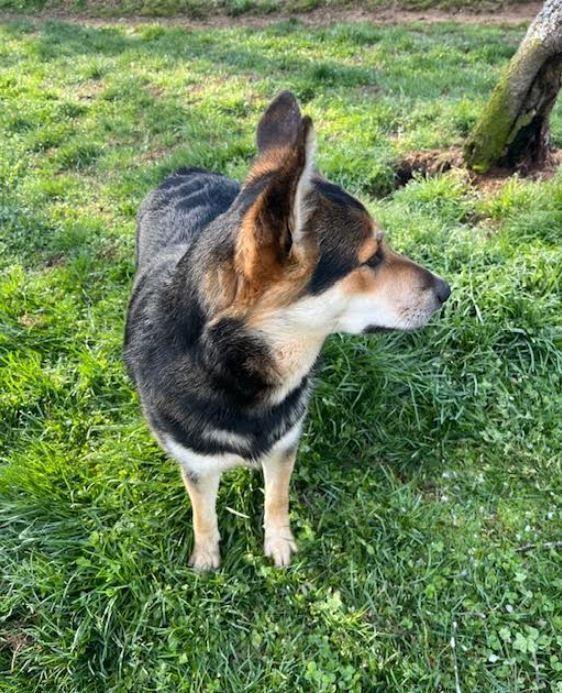 Enlarge Poppy, a Adoptable mixed breed in Mocksville, NC image 3/4
