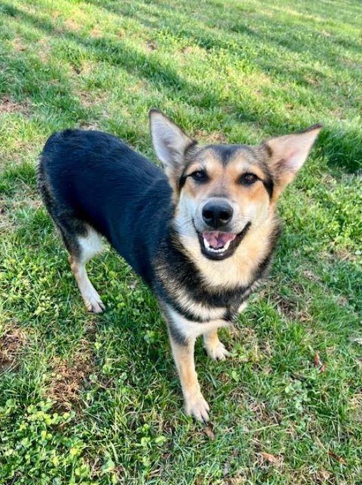 Enlarge Poppy, a Adoptable mixed breed in Mocksville, NC image 4/4
