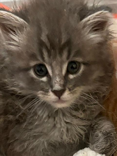 BUZZ, Adoptable, Kitten Male Domestic Long Hair.