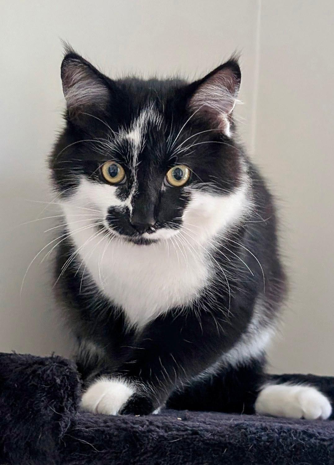 Enlarge Junior Mint & Snickers, a Adoptable Tuxedo in Brighton, MI image 4/4