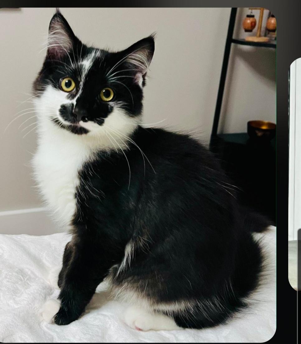 Junior Mint & Snickers, Adoptable, Kitten Male Tuxedo.
