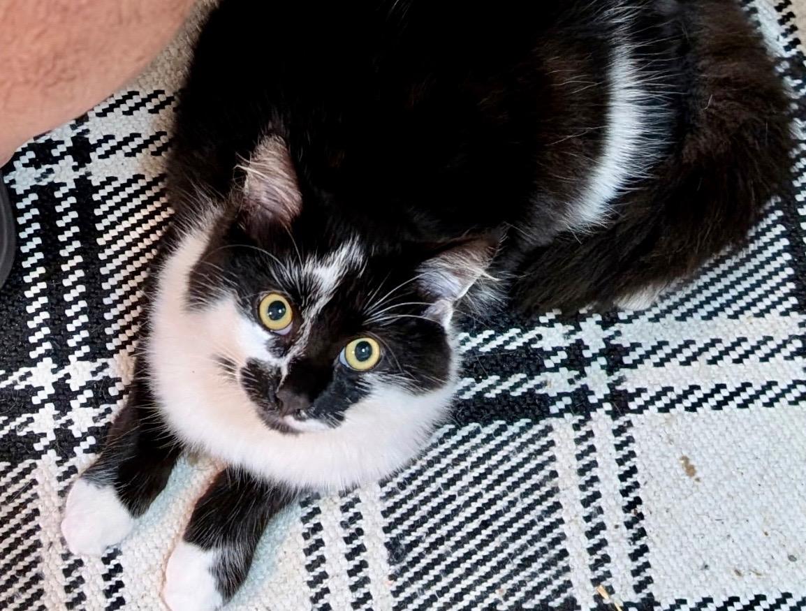 Enlarge Junior Mint & Snickers, a Adoptable Tuxedo in Brighton, MI image 2/4