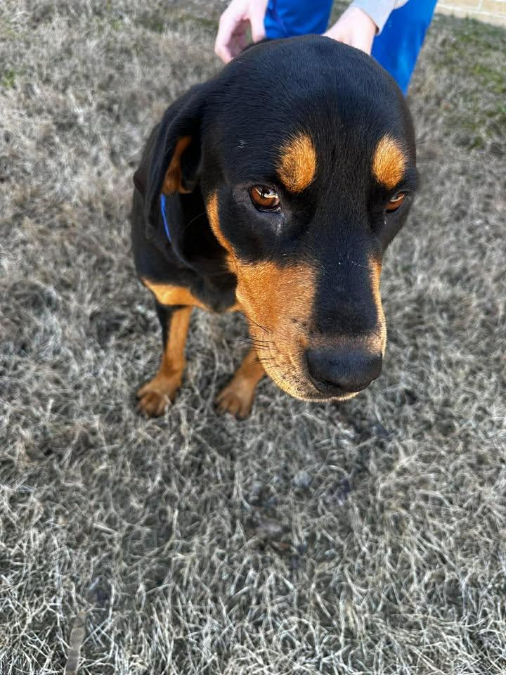 Enlarge Juliet, an adopted mixed breed in Guntersville, AL image 3/4