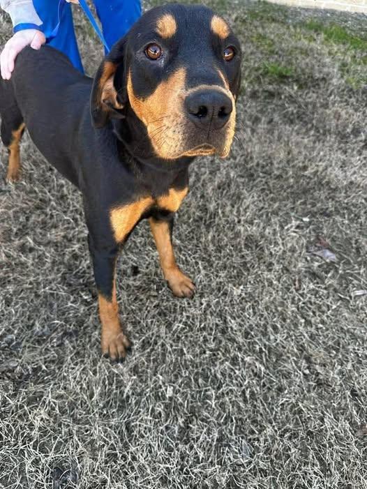 Enlarge Juliet, an adopted mixed breed in Guntersville, AL image 2/4