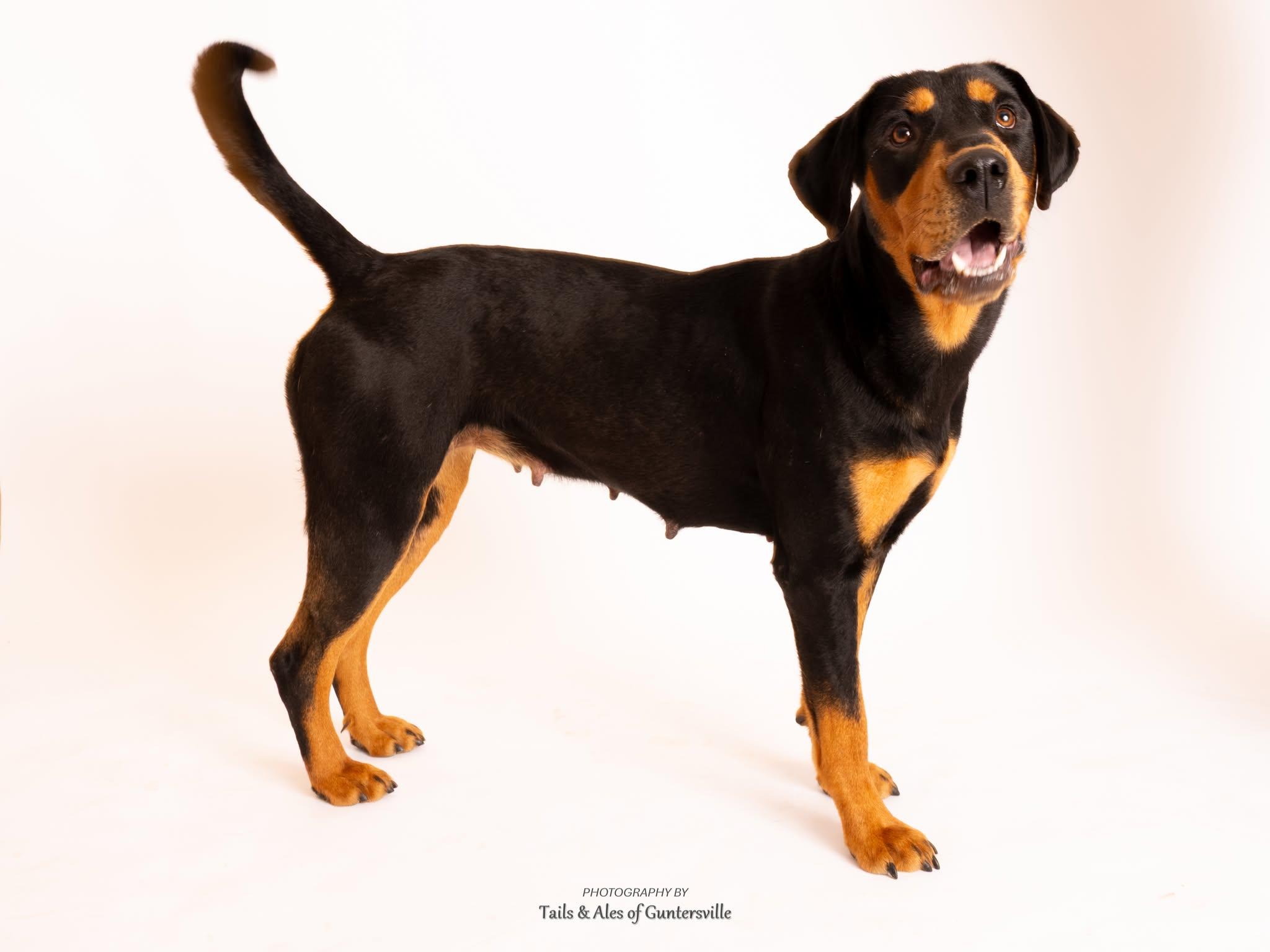 Juliet, adopted, Adult Female Black and Tan Coonhound.