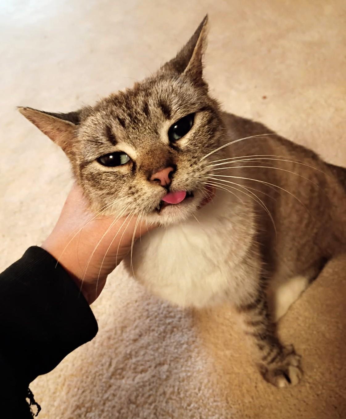 Enlarge Bows, a ADOPTABLE mixed breed in Ypsilanti, MI image 4/5