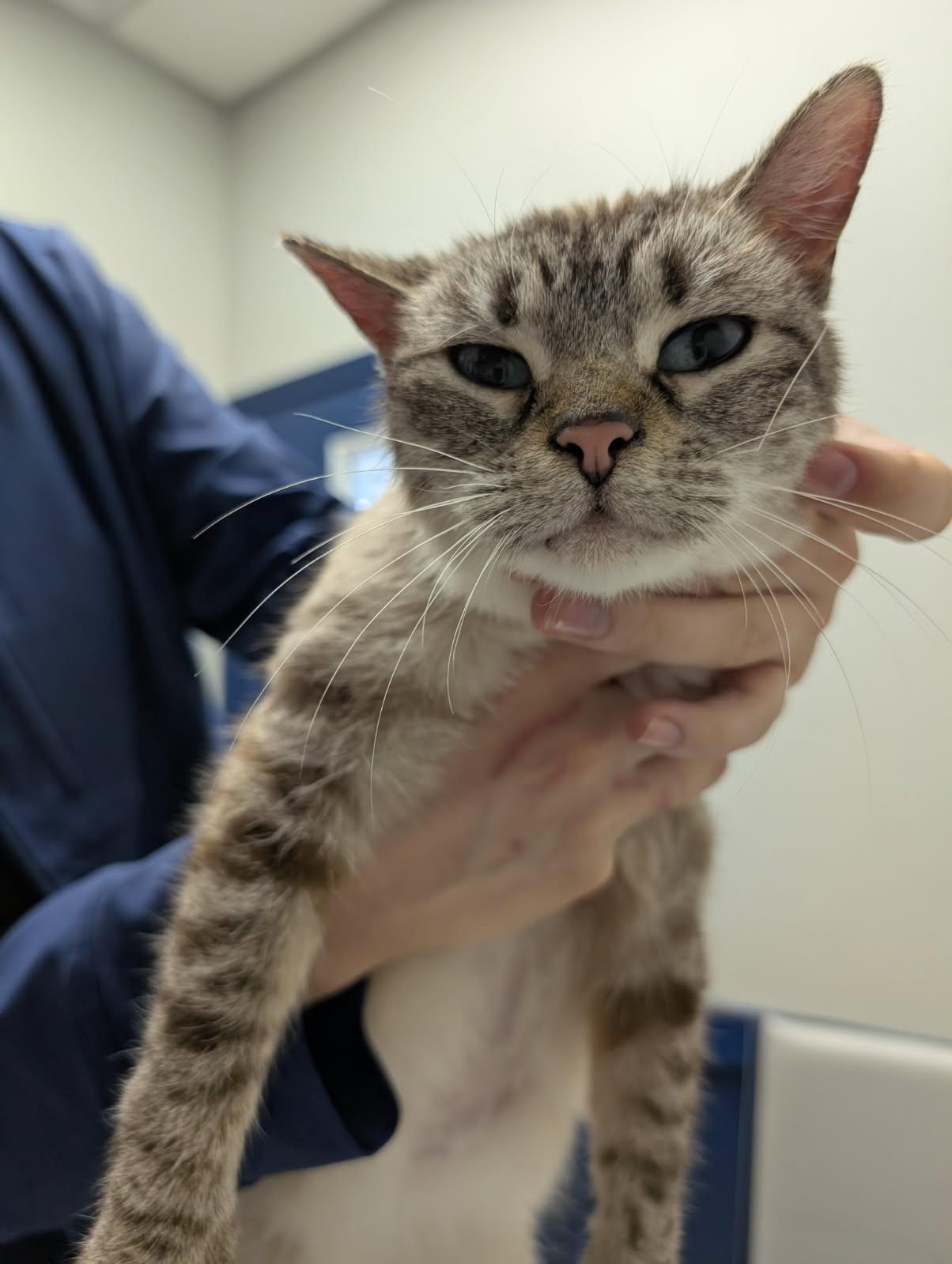 Enlarge Bows, a ADOPTABLE mixed breed in Ypsilanti, MI image 3/5