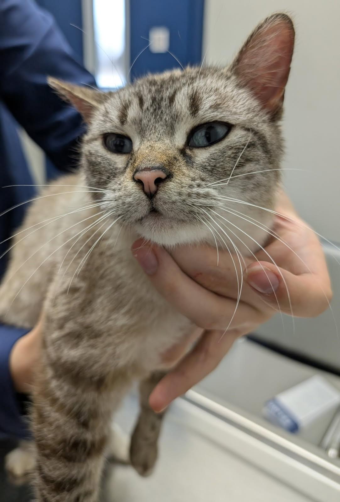 Enlarge Bows, a ADOPTABLE mixed breed in Ypsilanti, MI image 2/5