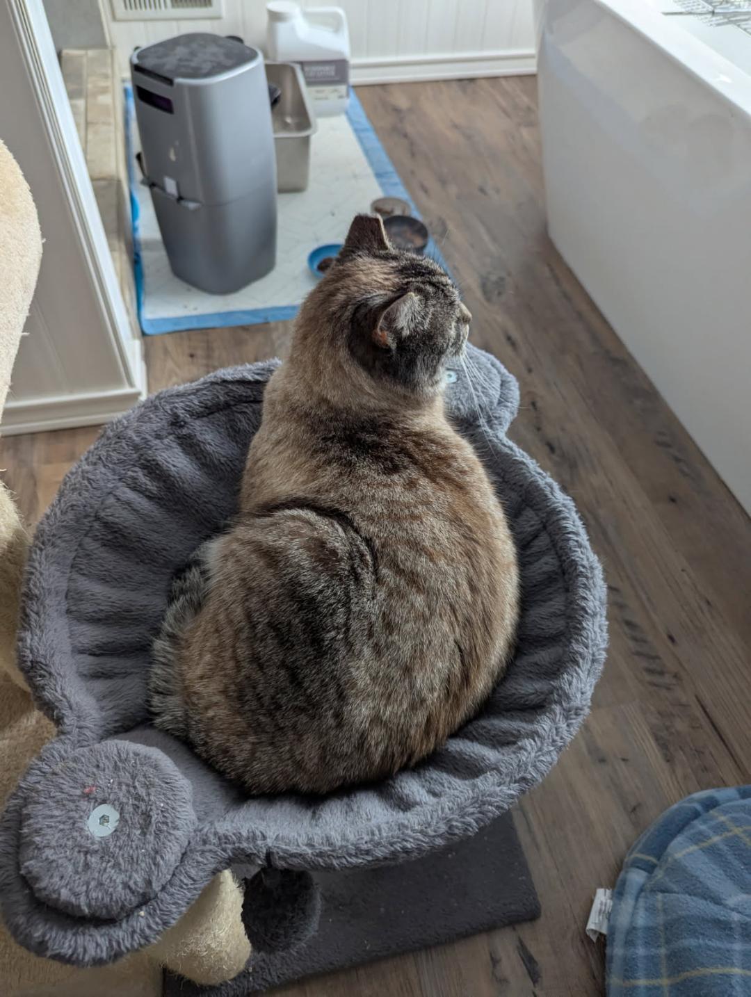 Enlarge Bows, a ADOPTABLE mixed breed in Ypsilanti, MI image 5/5